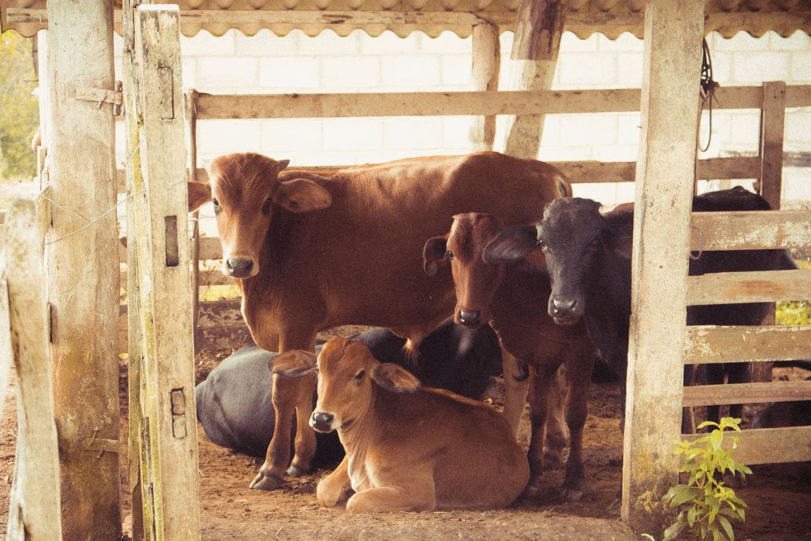 Vaca zebuína com os bezerros no galpão da fazenda