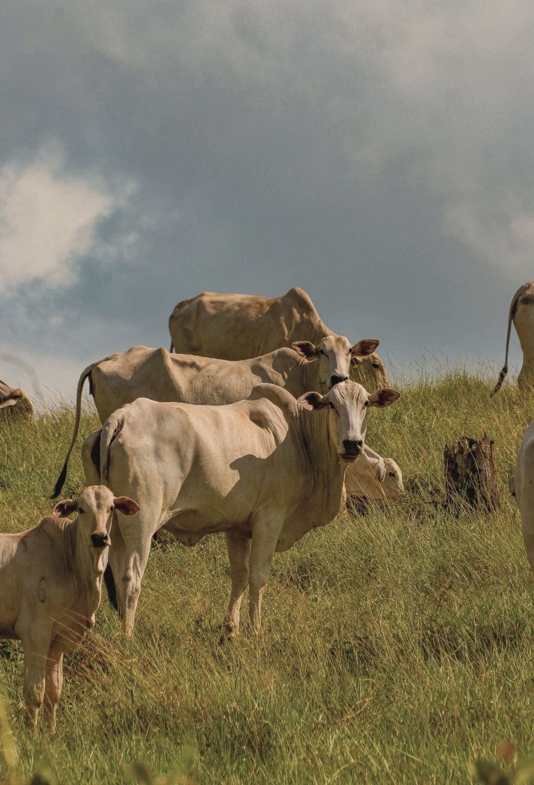 Vacas Nelore no pasto do morro sob o céu carregado