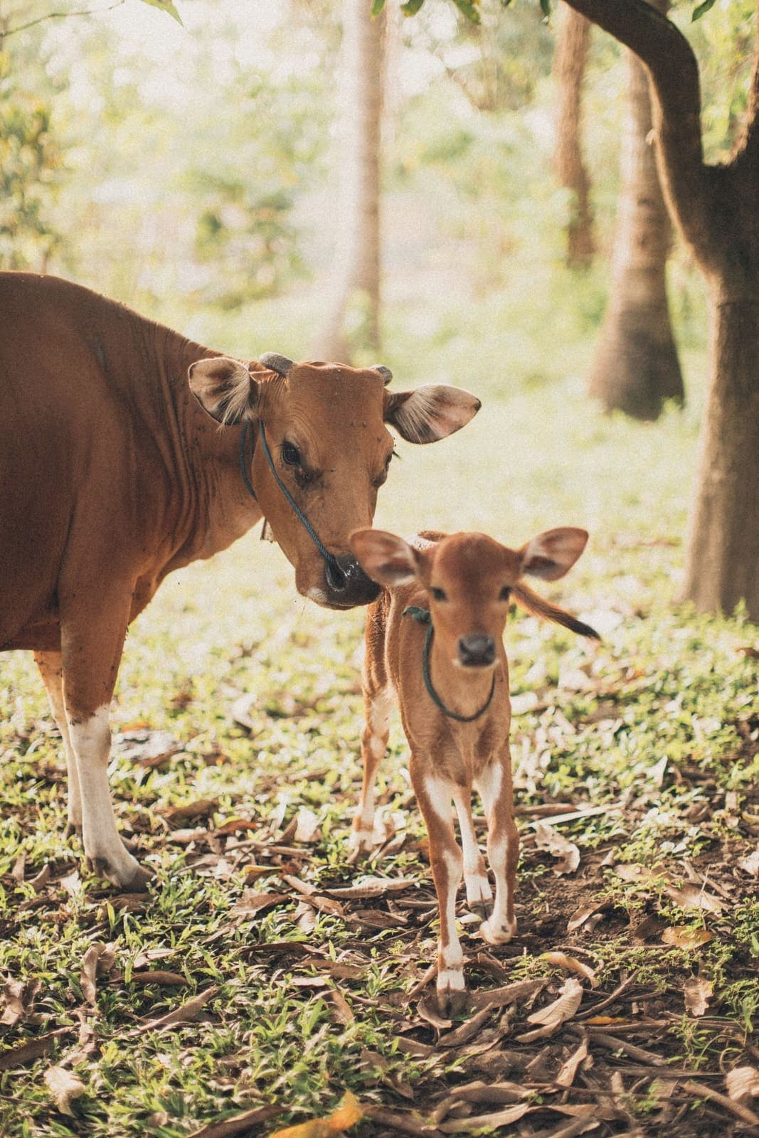 Vaca com o bezerro ao lado no pasto