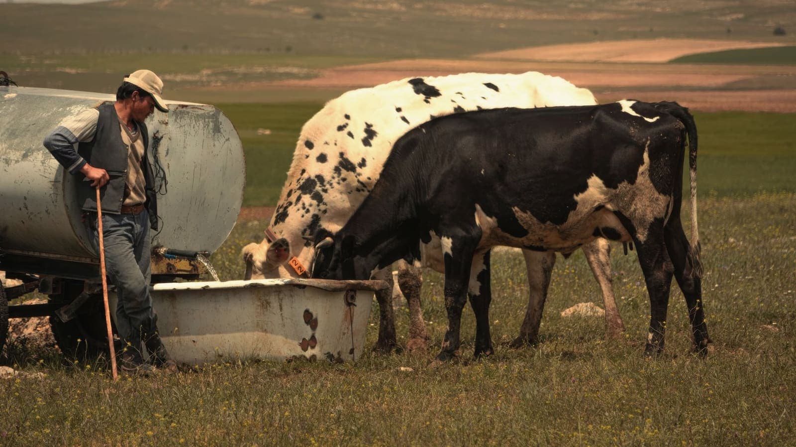 Vaqueiro junto ao bebedouro com o gado no pasto