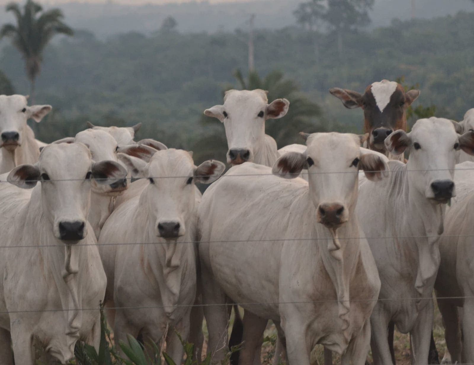 Lote de gado Nelore de frente, atrás da cerca, com a mata ao fundo