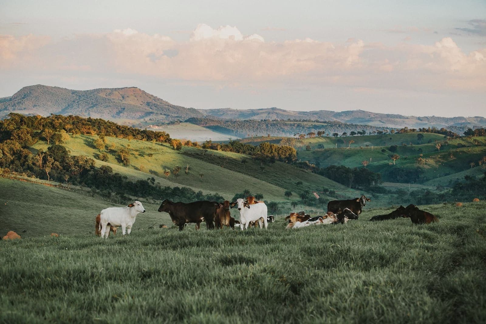 Rebanho espalhado no pasto verde entre morros