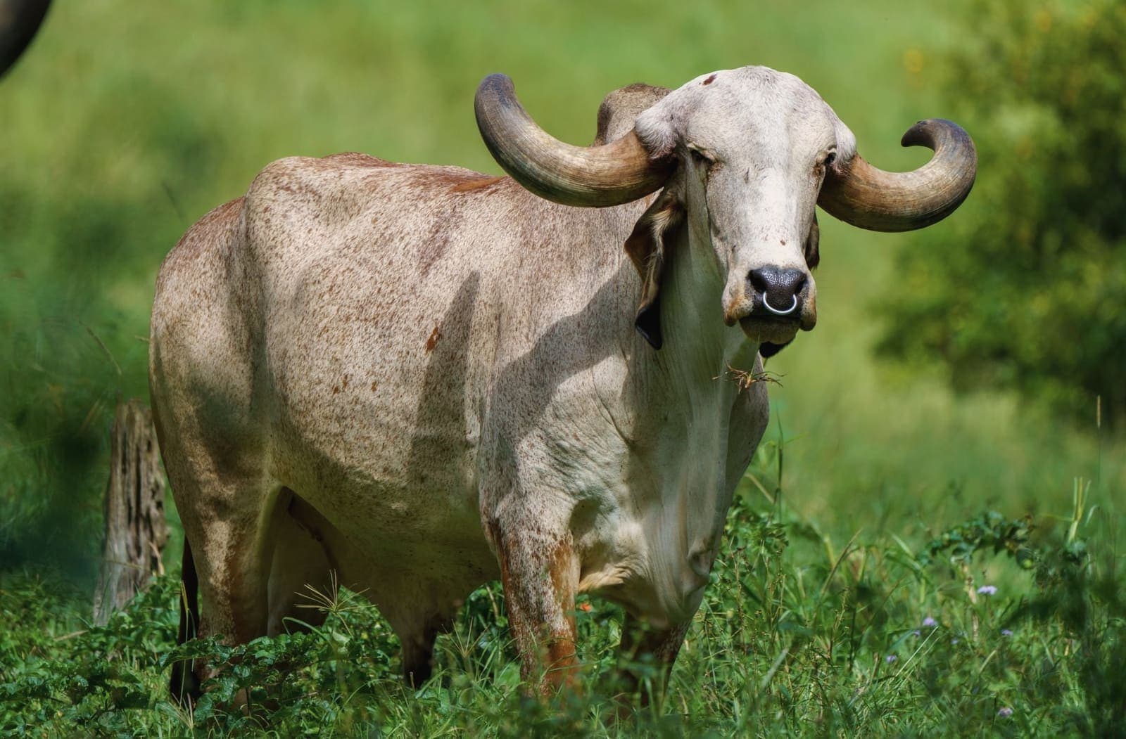 Boi zebuíno de chifres no pasto verde