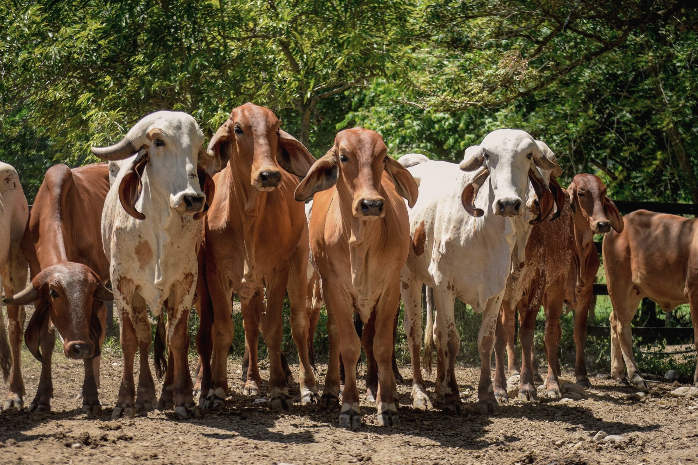 Lote de gado zebuíno encostado na cerca do curral