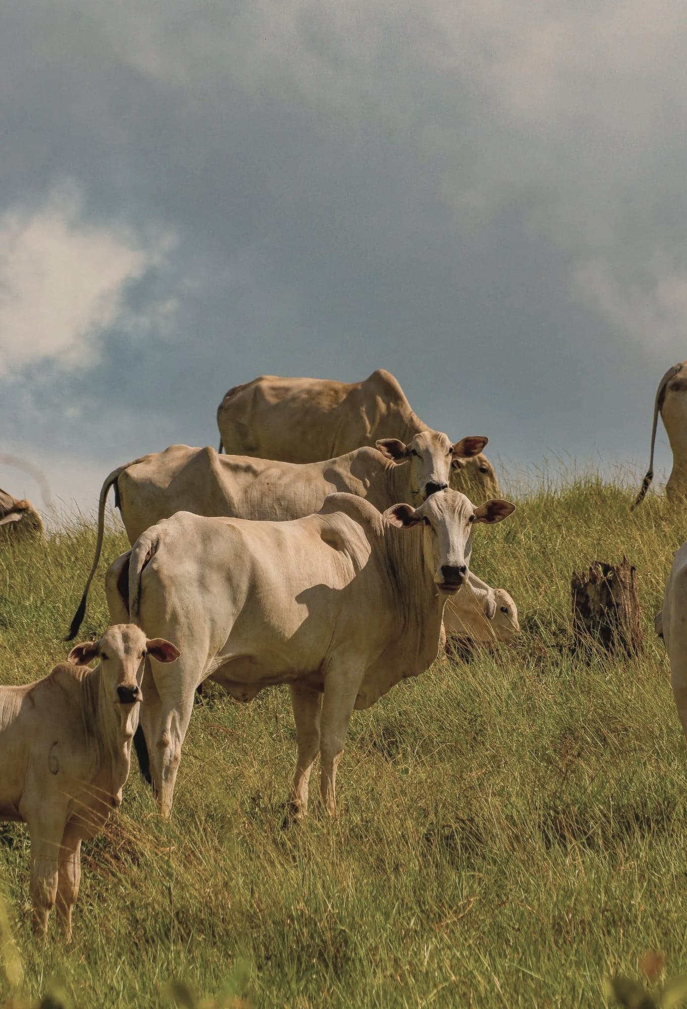 Vacas Nelore no pasto do morro sob o céu carregado