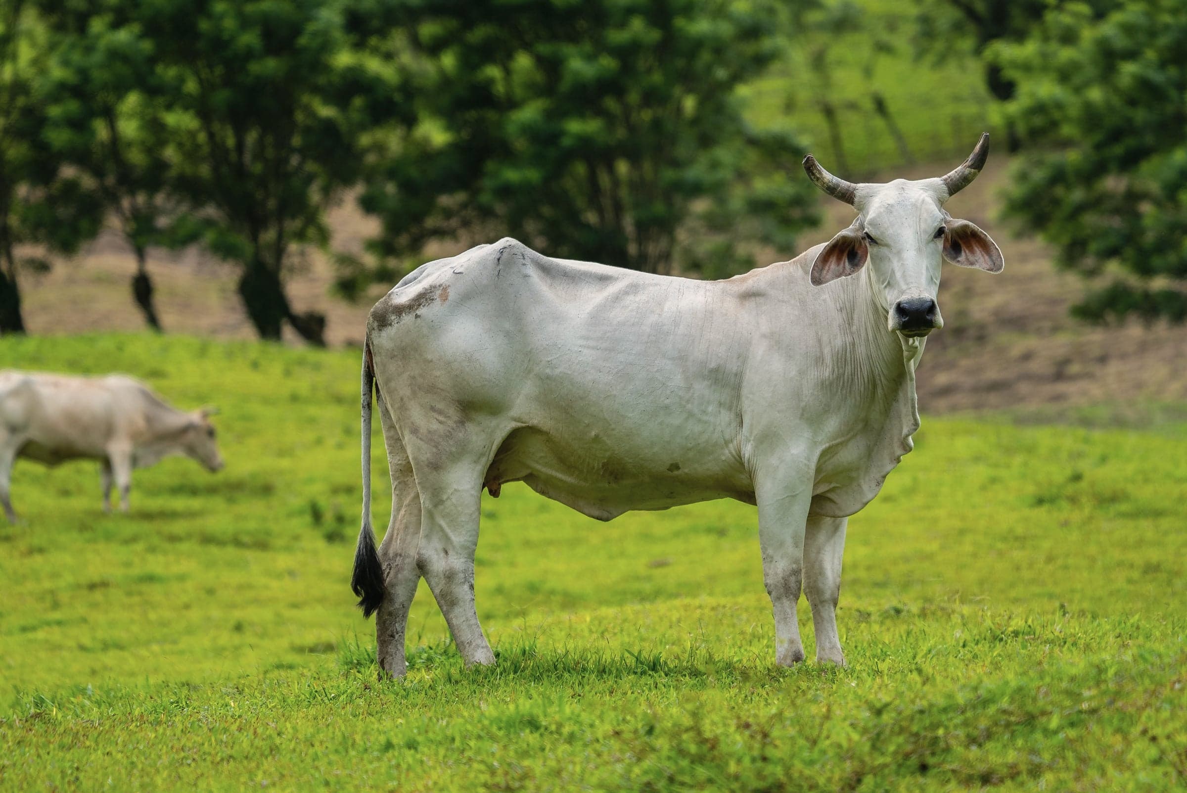 Nelore no pasto verde, com a mata ao fundo